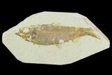 Bargain Fossil Fish (Knightia) - Wyoming #119999-1